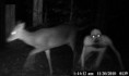 /album/galeria-de-fotos-fantasmas/monster-deer-jpg1/