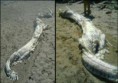 /album/galeria-de-fotos-animais-misteriosos/blog178138-jpg/