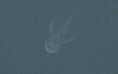 /album/galeria-de-fotos-animais-misteriosos/nessie-03-jpg/
